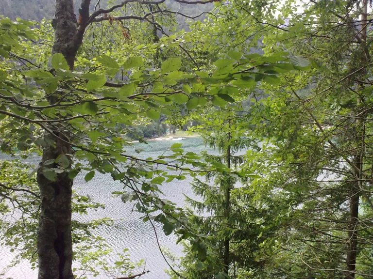 Blick durch Laubbäume auf einen Bergsee Blick durch Laubbäume auf einen Bergsee