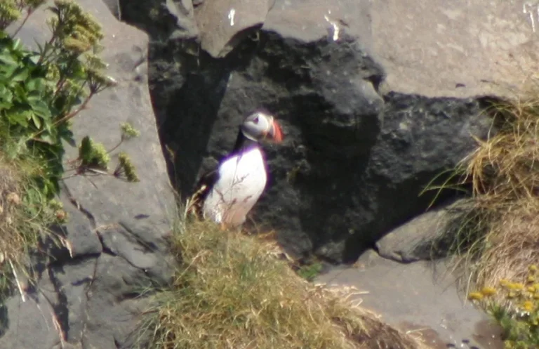 Papageitaucher auf einem Felsen in Island Papageitaucher auf einem Felsen in Island