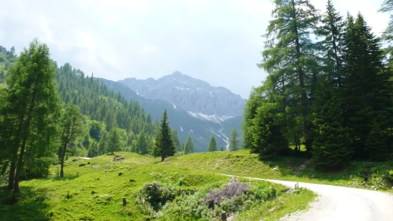 Alm-Schotterstraße mit Lärchen und Bergkulisse Alm-Schotterstraße mit Lärchen und Bergkulisse